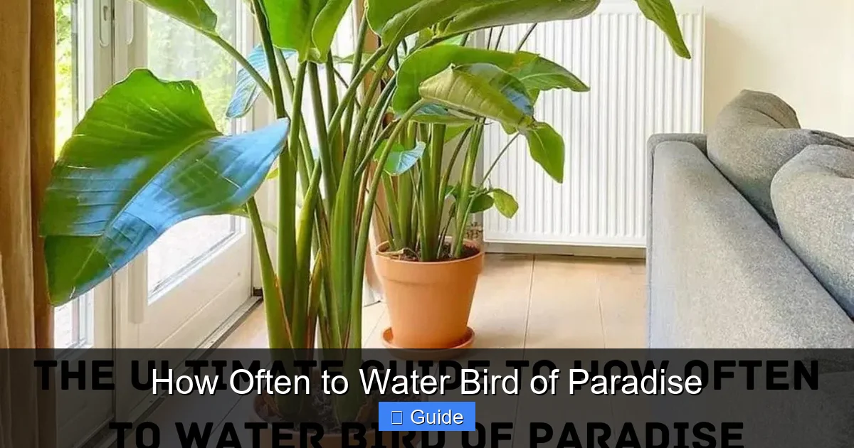 How Often to Water Bird of Paradise