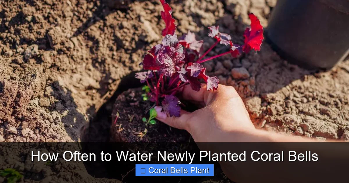 How Often to Water Newly Planted Coral Bells