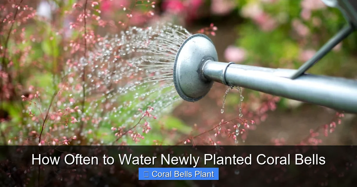 How Often to Water Newly Planted Coral Bells