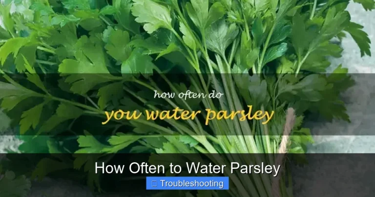 How Often to Water Parsley