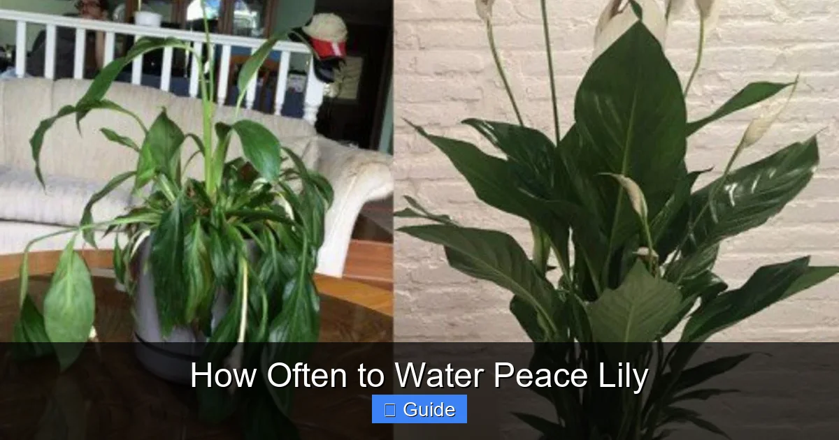How Often to Water Peace Lily