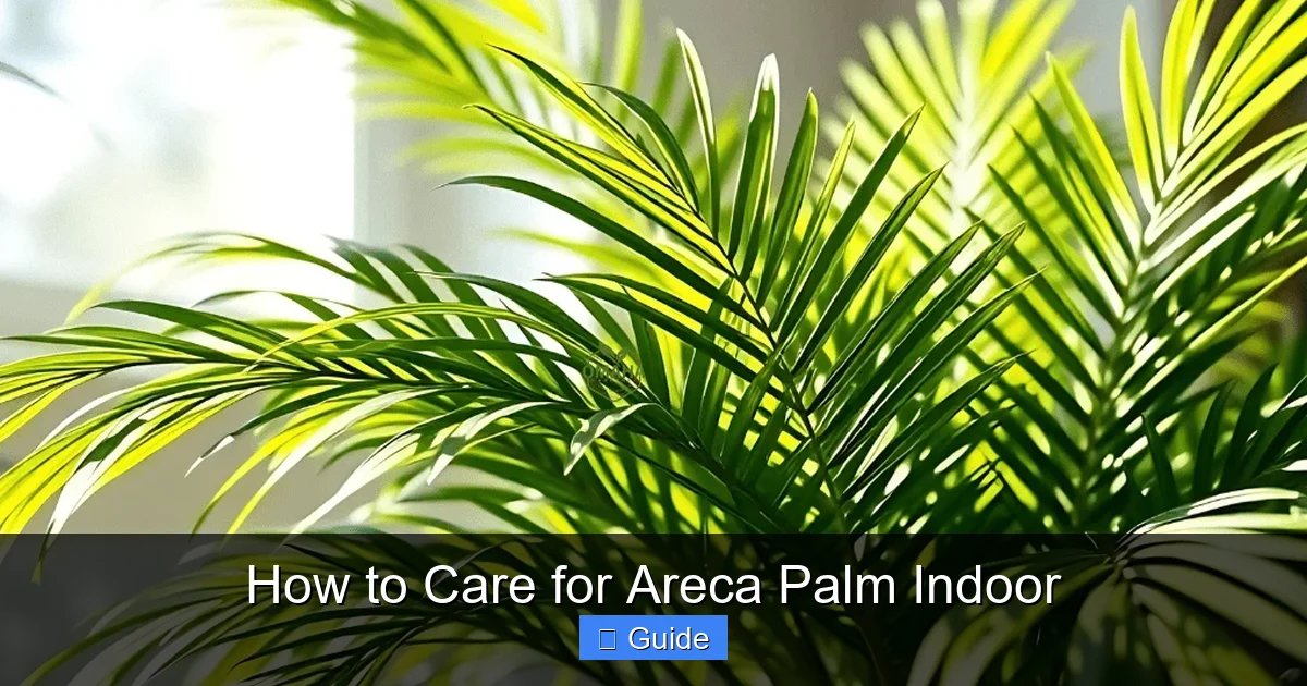 How to Care for Areca Palm Indoor