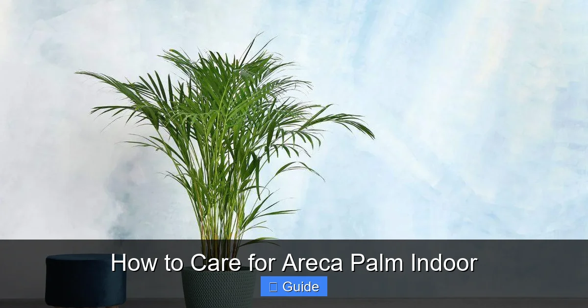 How to Care for Areca Palm Indoor