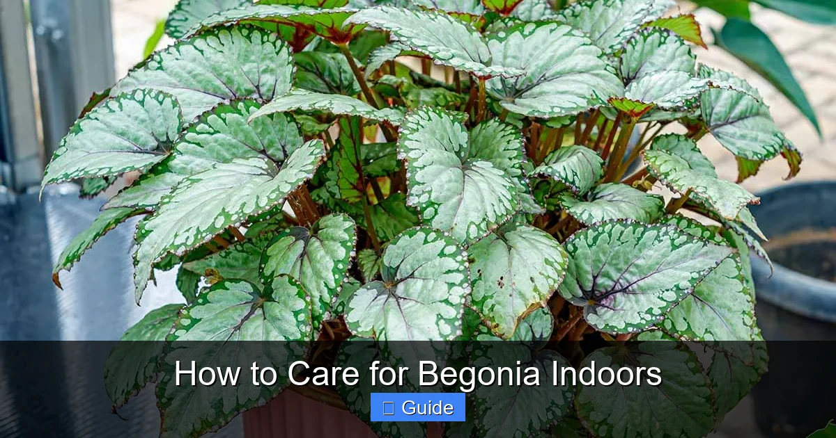 How to Care for Begonia Indoors
