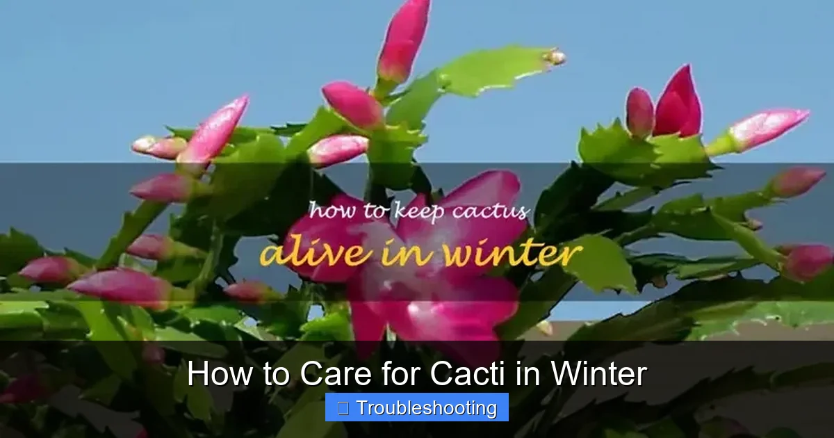 How to Care for Cacti in Winter