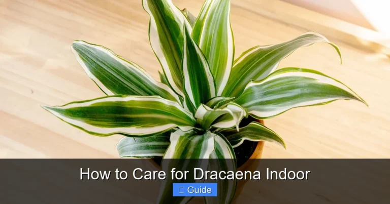 How to Care for Dracaena Indoor