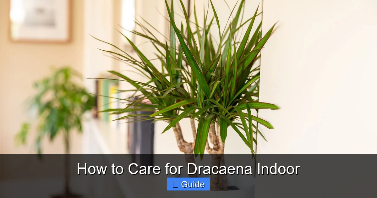 How to Care for Dracaena Indoor