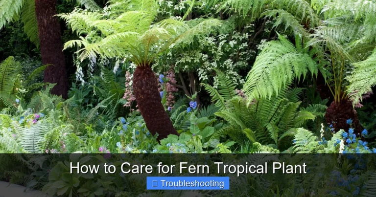 How to Care for Fern Tropical Plant