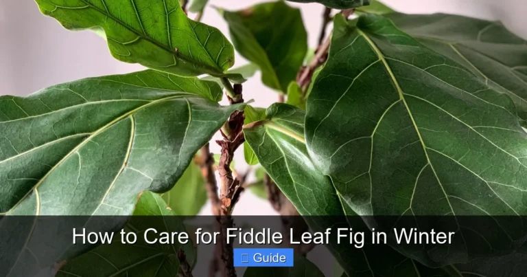 How to Care for Fiddle Leaf Fig in Winter