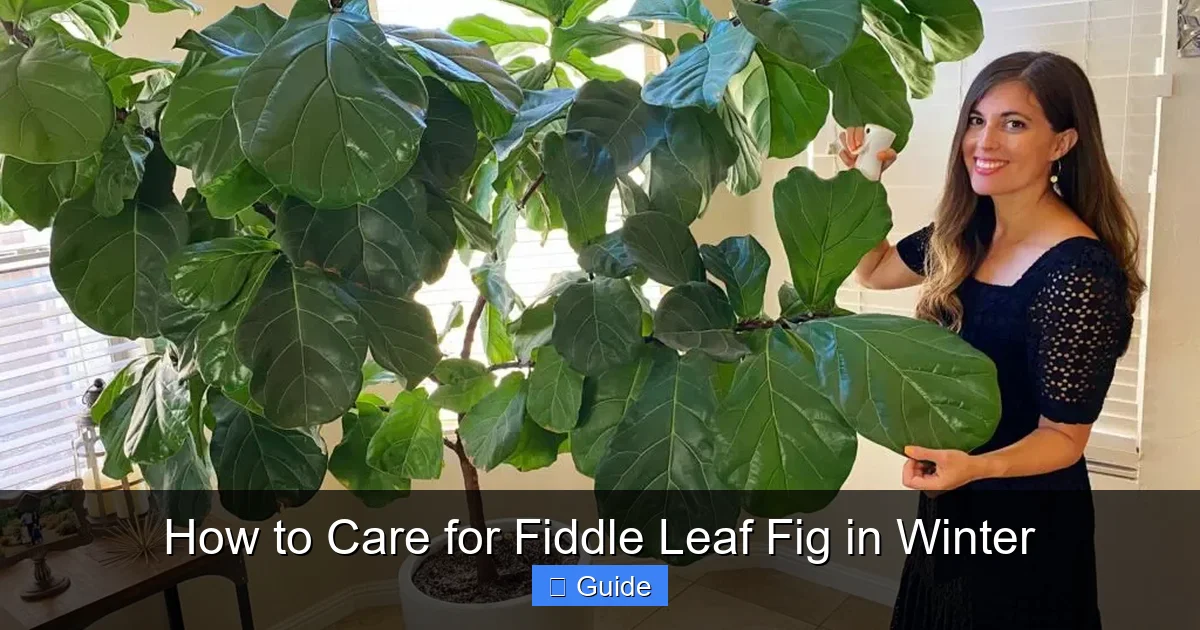 How to Care for Fiddle Leaf Fig in Winter