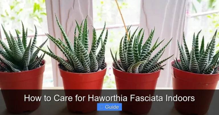 How to Care for Haworthia Fasciata Indoors