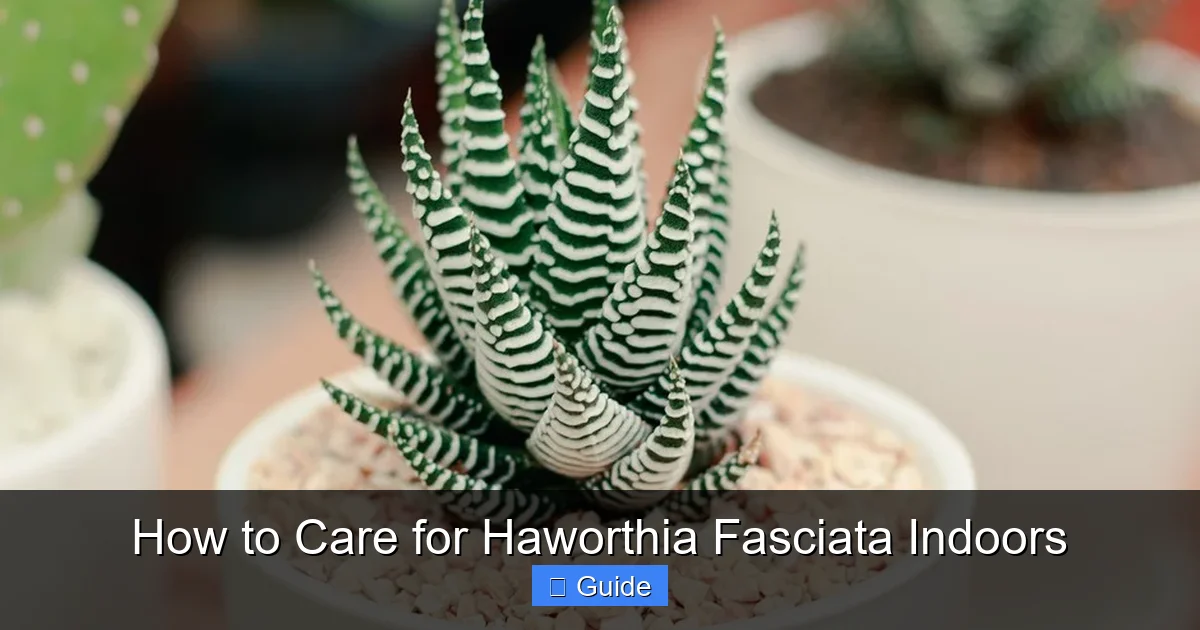 How to Care for Haworthia Fasciata Indoors
