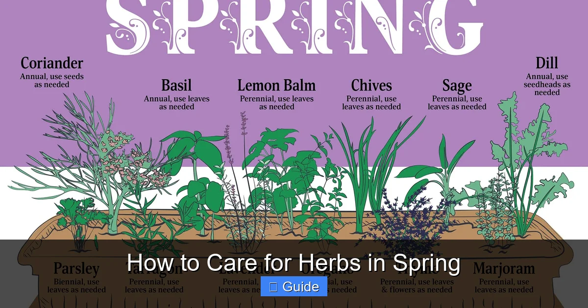 How to Care for Herbs in Spring