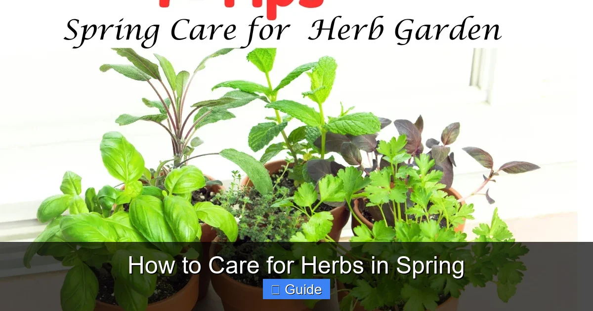 How to Care for Herbs in Spring