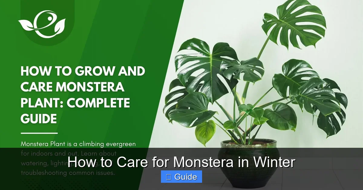 How to Care for Monstera in Winter