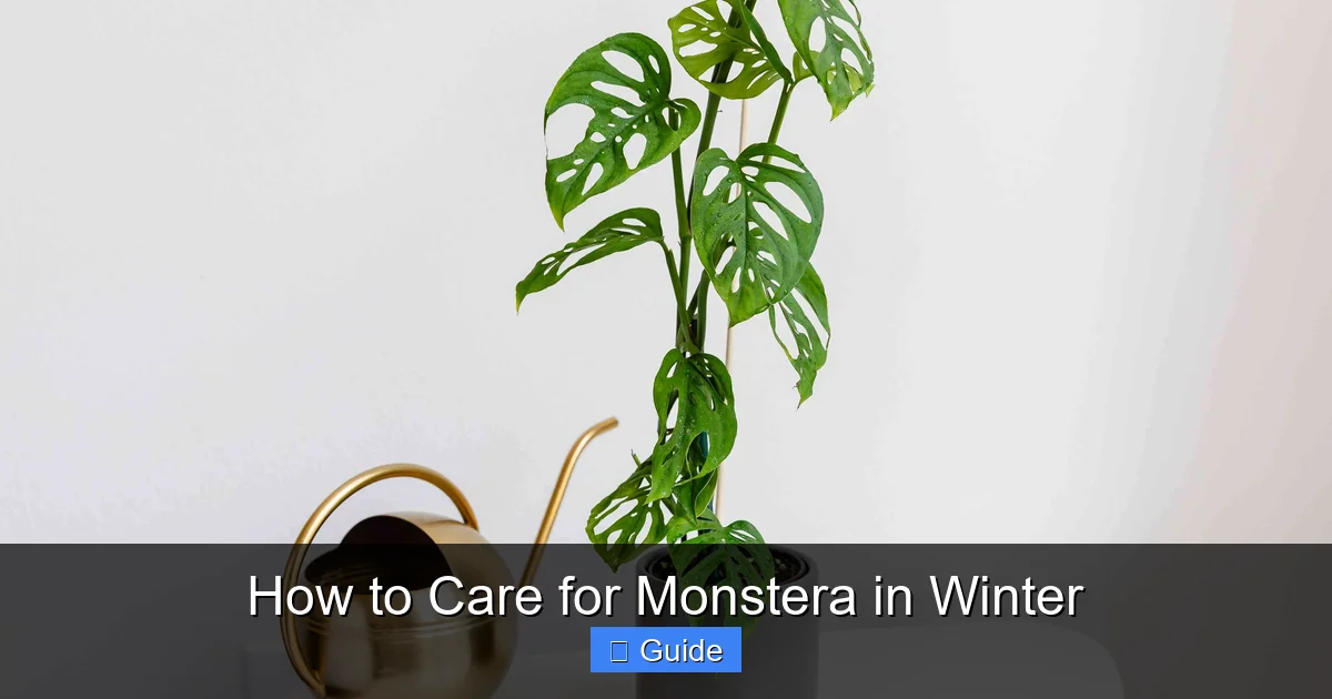 How to Care for Monstera in Winter