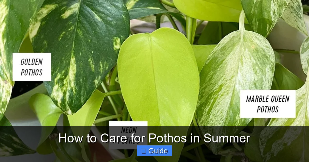 How to Care for Pothos in Summer