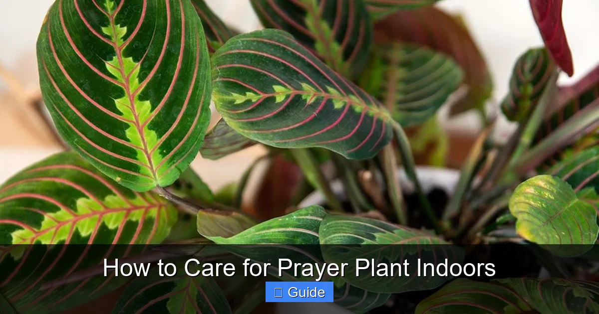 How to Care for Prayer Plant Indoors