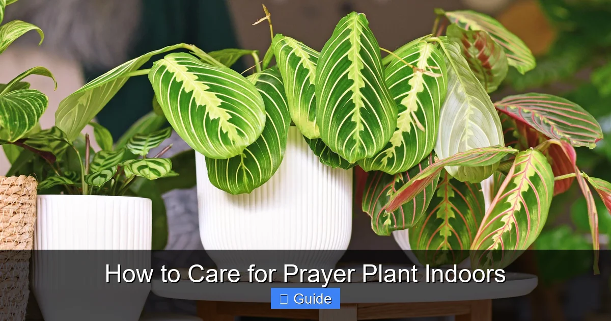 How to Care for Prayer Plant Indoors