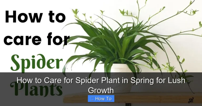 How to Care for Spider Plant in Spring for Lush Growth