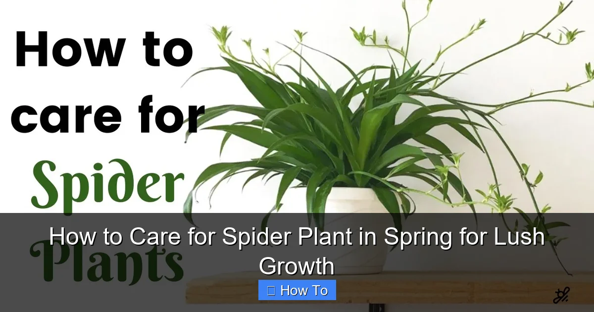How to Care for Spider Plant in Spring for Lush Growth