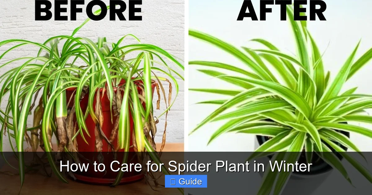 How to Care for Spider Plant in Winter