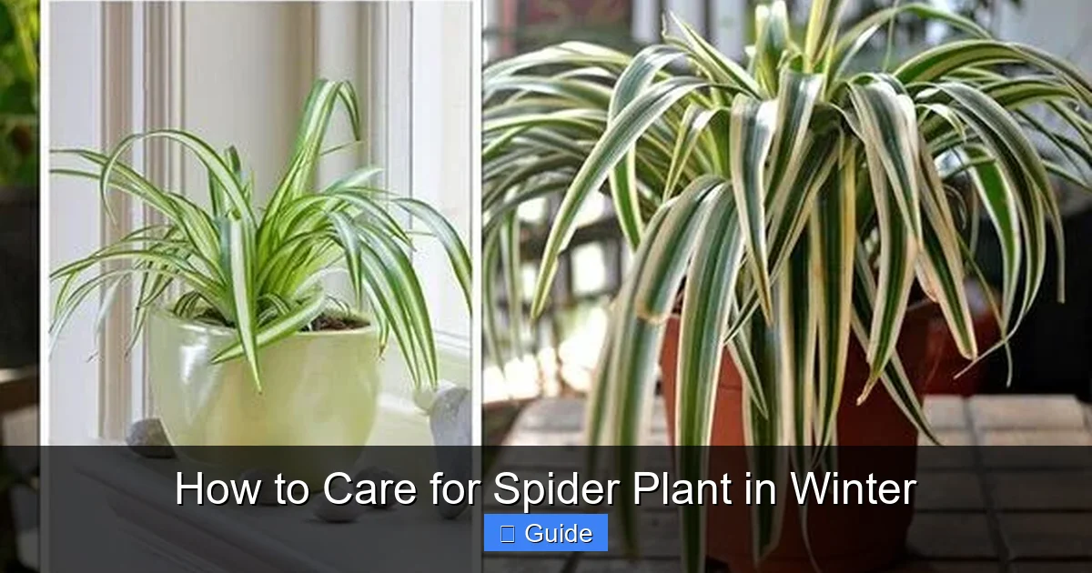 How to Care for Spider Plant in Winter