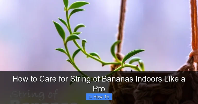 How to Care for String of Bananas Indoors Like a Pro