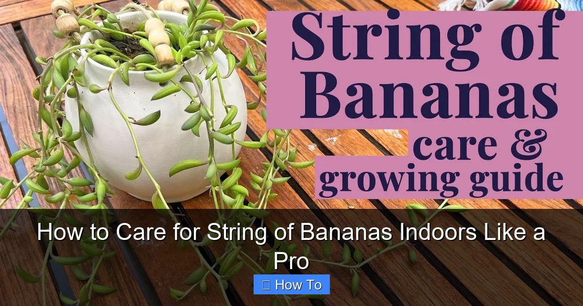 How to Care for String of Bananas Indoors Like a Pro