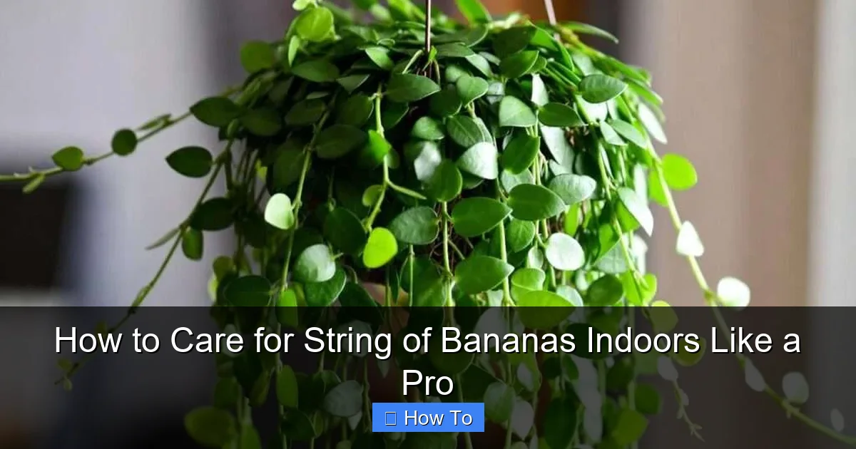 How to Care for String of Bananas Indoors Like a Pro