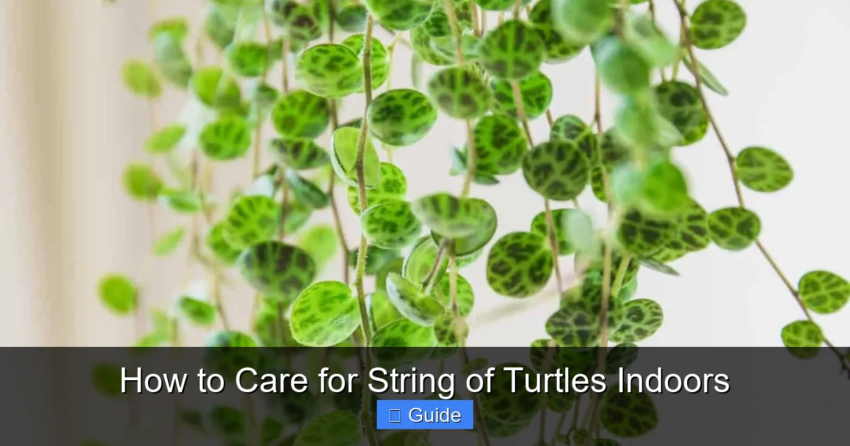 How to Care for String of Turtles Indoors