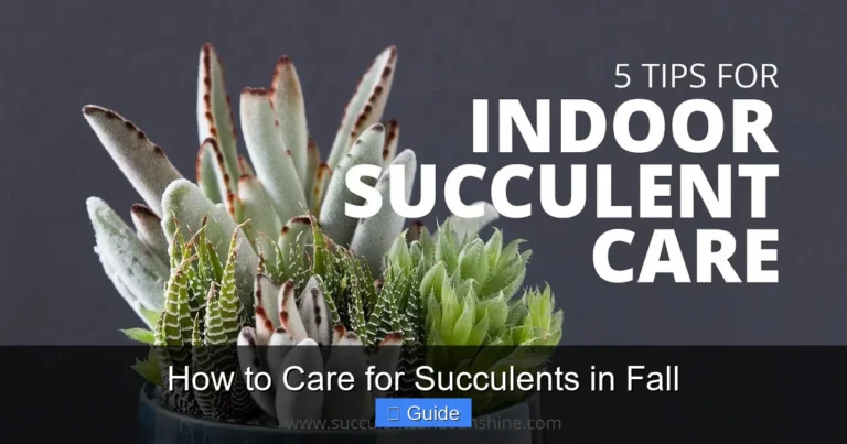 How to Care for Succulents in Fall
