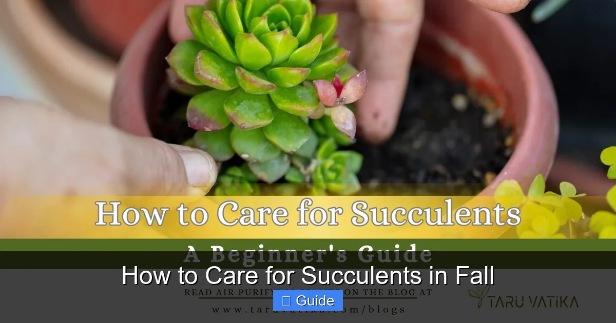 How to Care for Succulents in Fall