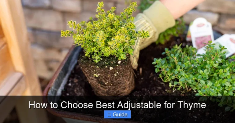 How to Choose Best Adjustable for Thyme