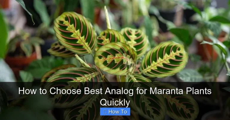 How to Choose Best Analog for Maranta Plants Quickly