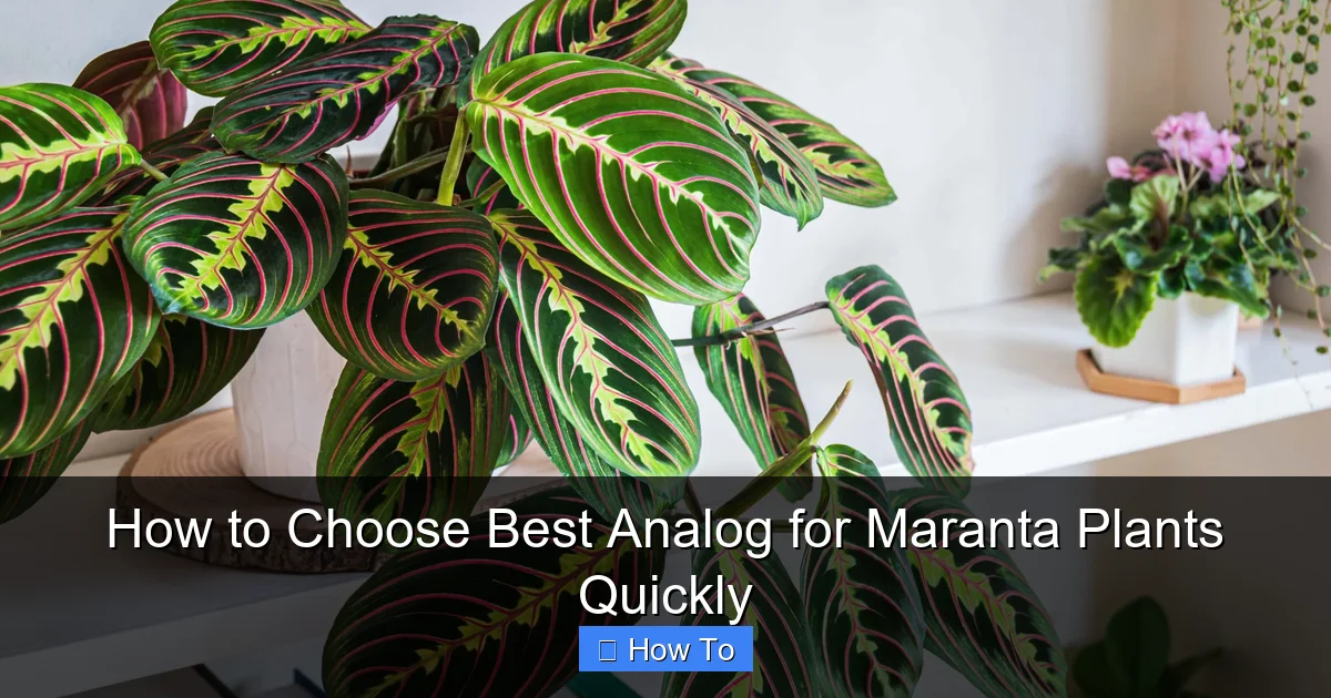 How to Choose Best Analog for Maranta Plants Quickly