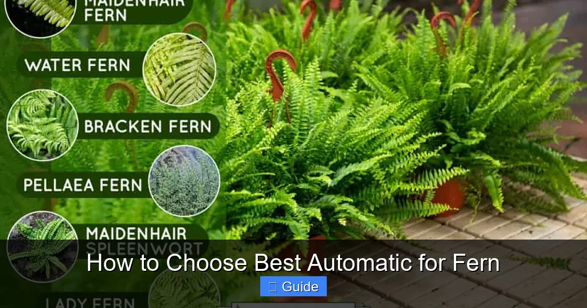 How to Choose Best Automatic for Fern