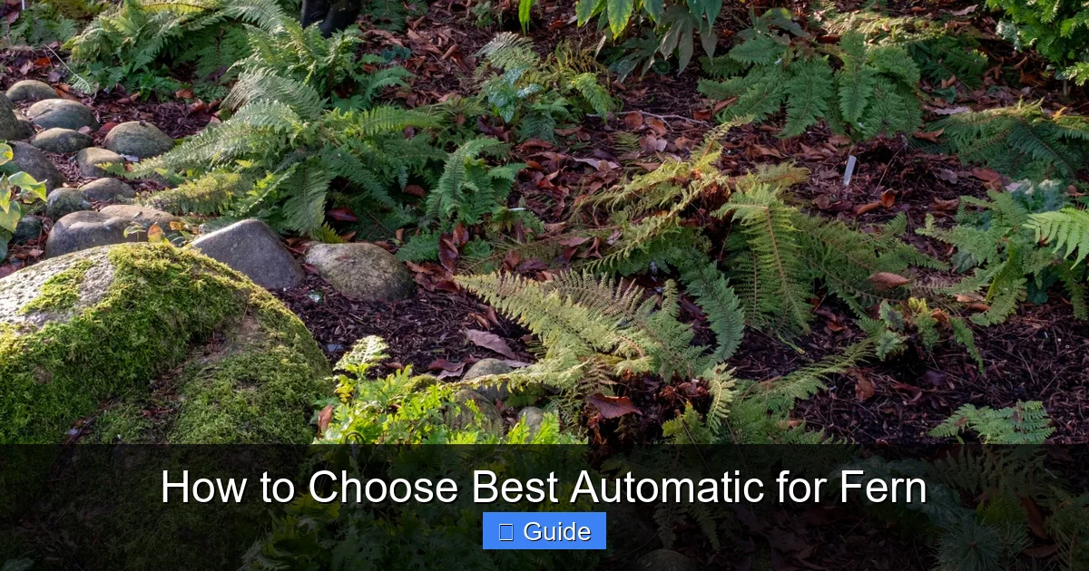 How to Choose Best Automatic for Fern