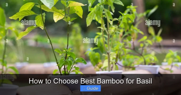 How to Choose Best Bamboo for Basil