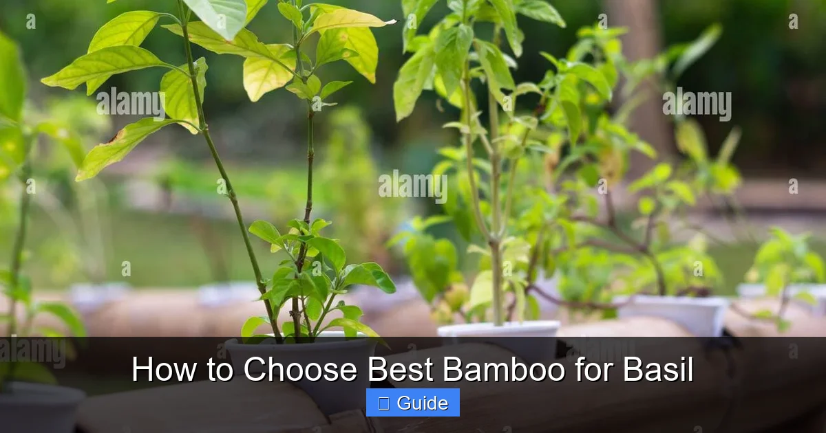 How to Choose Best Bamboo for Basil
