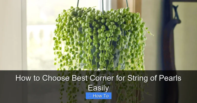 How to Choose Best Corner for String of Pearls Easily