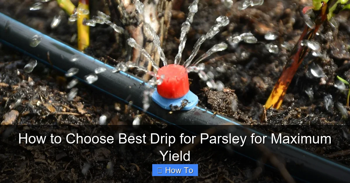 How to Choose Best Drip for Parsley for Maximum Yield