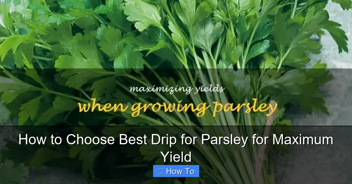 How to Choose Best Drip for Parsley for Maximum Yield