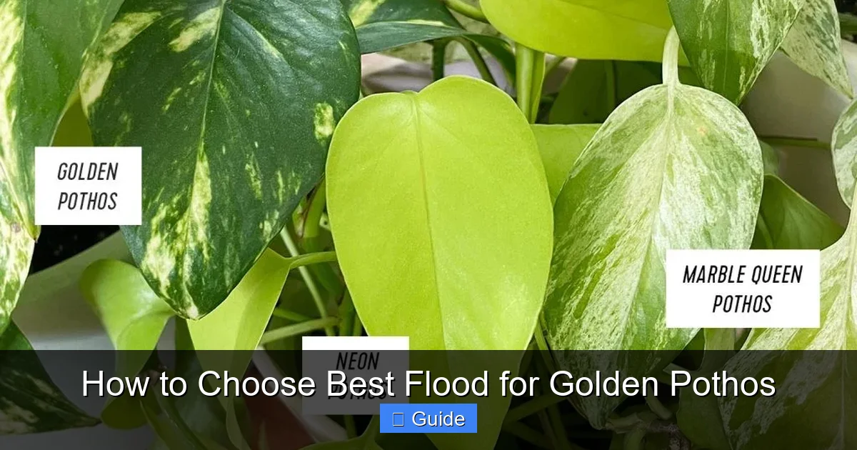 How to Choose Best Flood for Golden Pothos