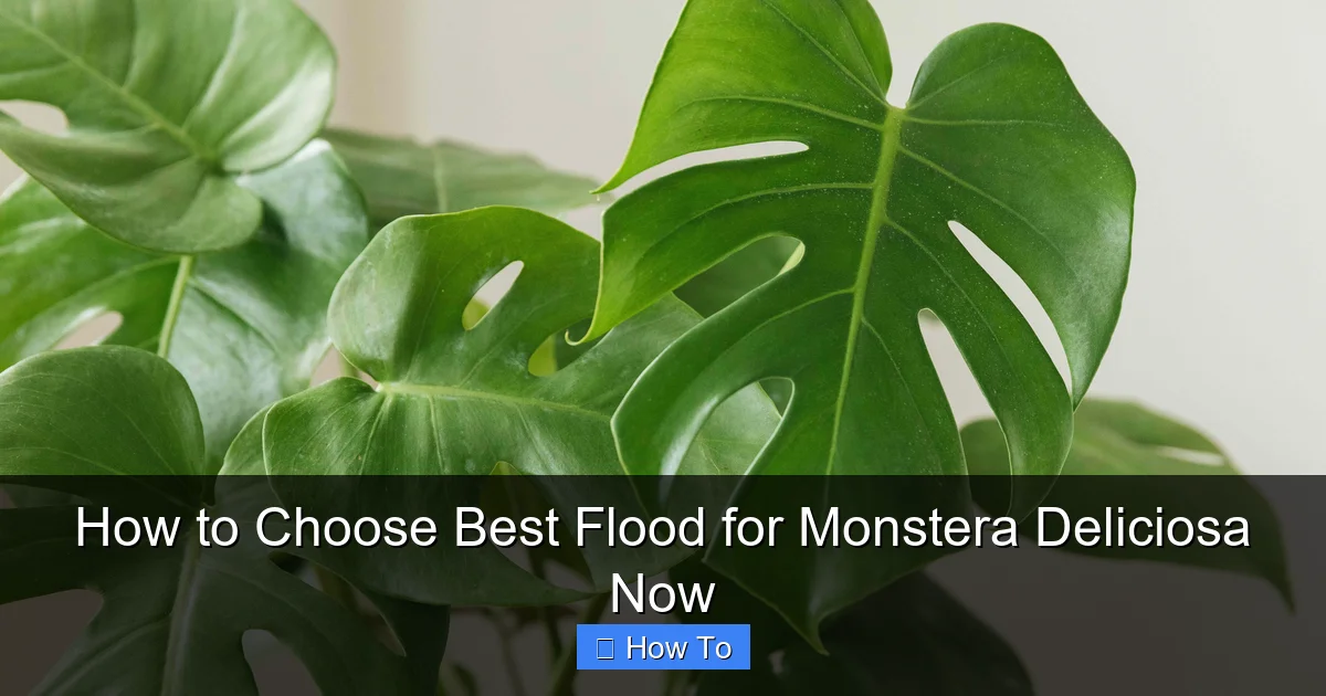 How to Choose Best Flood for Monstera Deliciosa Now