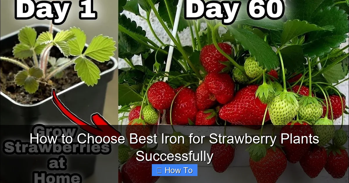 How to Choose Best Iron for Strawberry Plants Successfully
