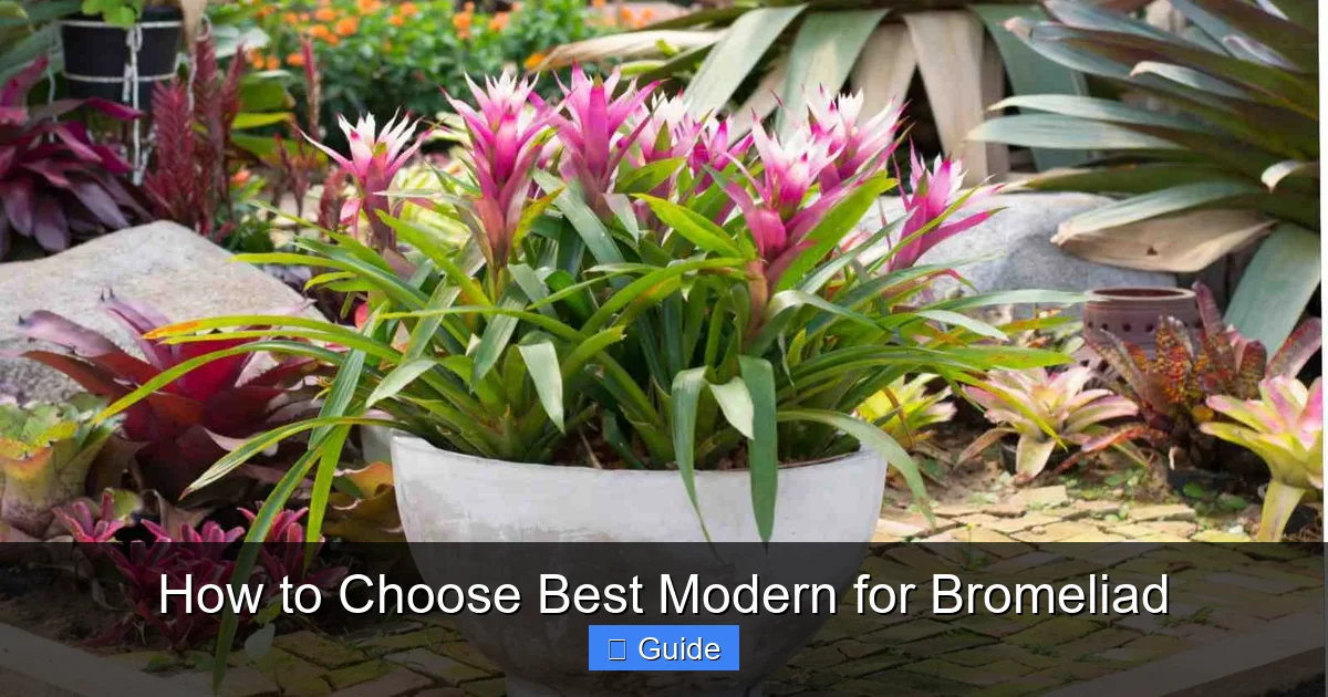 How to Choose Best Modern for Bromeliad