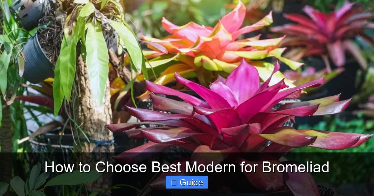 How to Choose Best Modern for Bromeliad