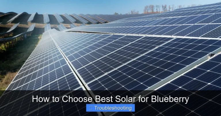 How to Choose Best Solar for Blueberry