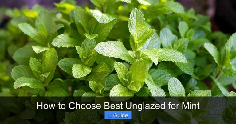 How to Choose Best Unglazed for Mint
